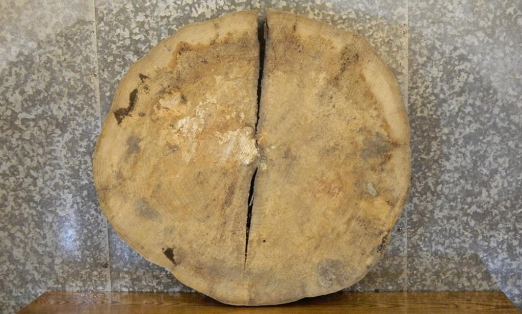Natural Edge Round Cut Ash Sofa/End Table Top Slab CLOSEOUT 20857