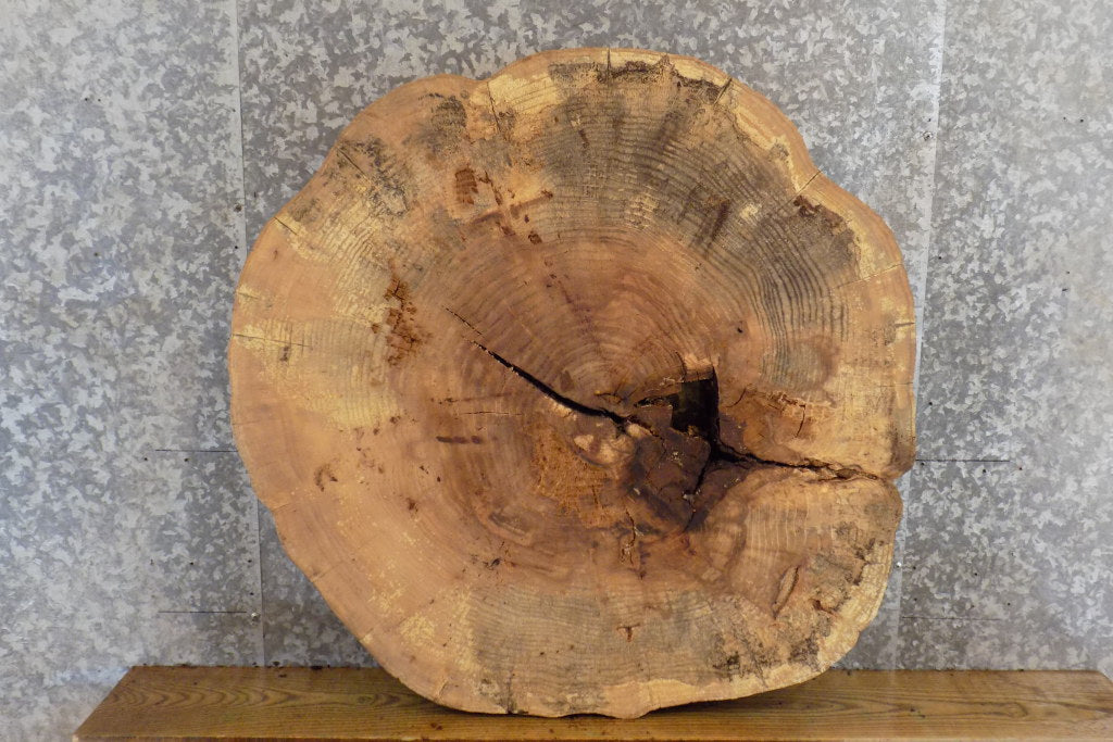 Round Cut Live Edge Ash Coffee/Sofa Table Top Slab CLOSEOUT 20860