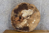 Thumbnail for Round Cut Live Edge Ash Coffee/Sofa Table Top Slab CLOSEOUT 20860