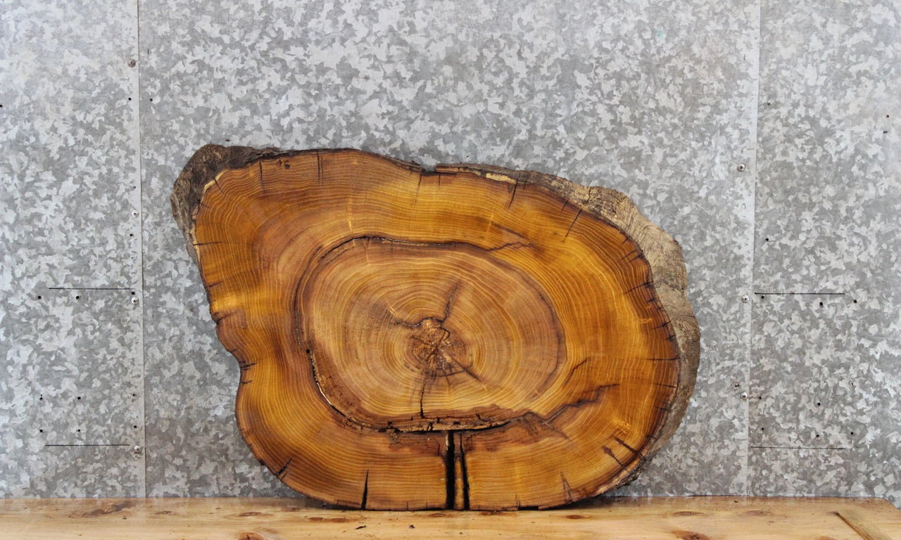 Live Edge Mulberry Tree Slice, Wood Slab, Epoxy Project 20866