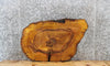 Thumbnail for Live Edge Mulberry Tree Slice, Wood Slab, Epoxy Project 20866