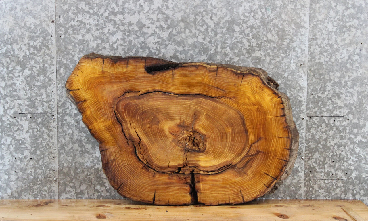 Yellow Mulberry Live Edge Tree Slice, Wood Slab Epoxy Project 20867