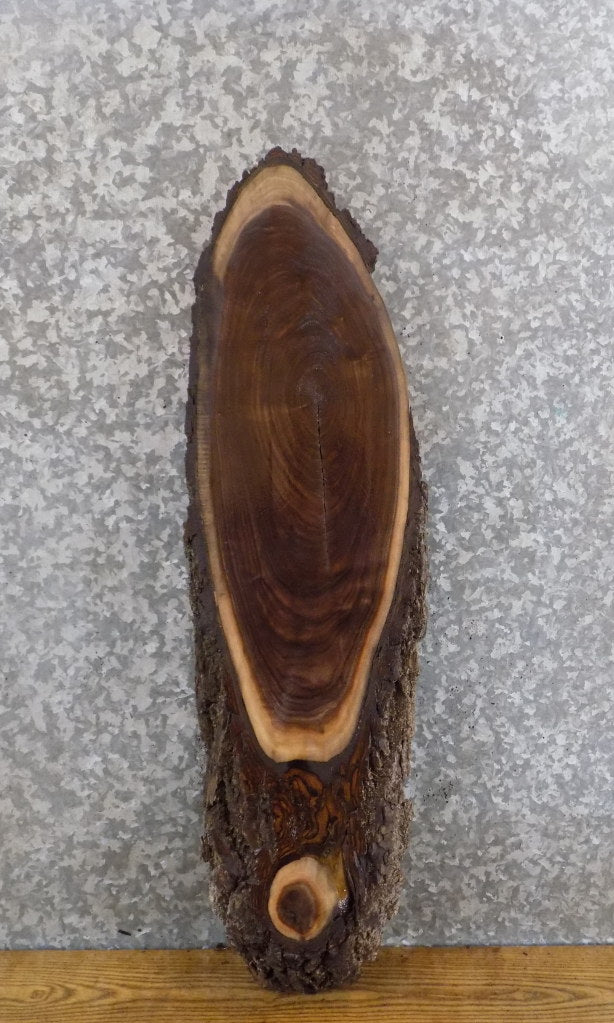 Black Walnut Live Edge Bark DIY Oval Cut Charcuterie Board 20871