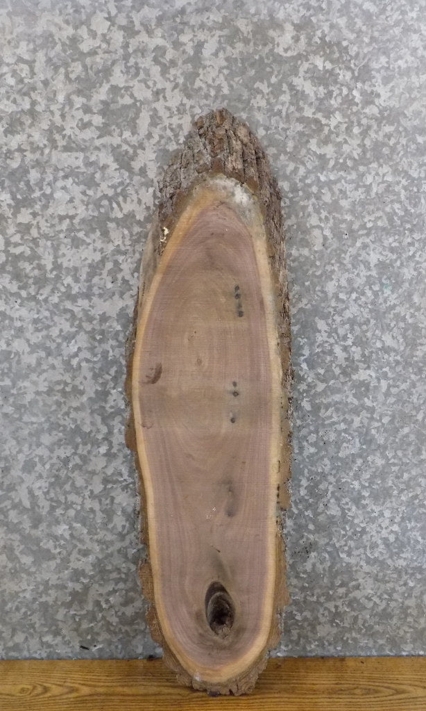 Black Walnut Live Edge Bark DIY Oval Cut Charcuterie Board 20871