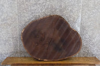 Thumbnail for Oval Cut Live Edge Black Walnut Reclaimed Side Table Top Slab 20882