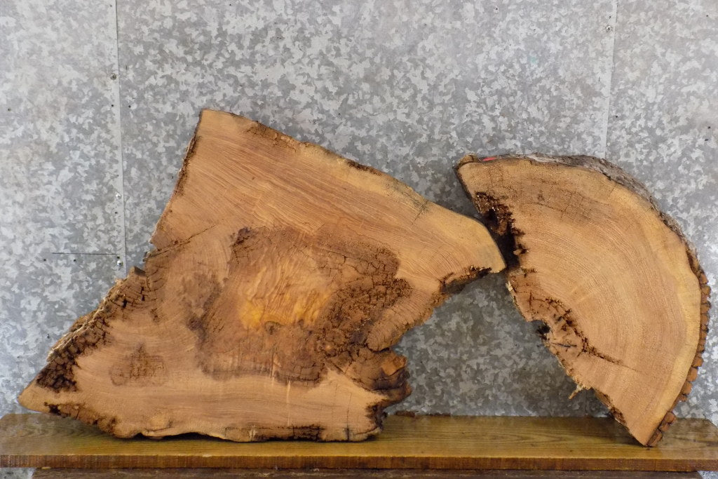 2- Live Edge Ash Oval Cut Table Top/Split Board Slabs CLOSEOUT 20893