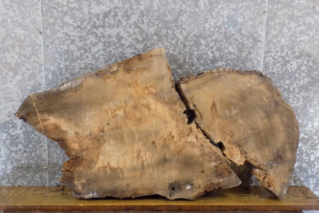 2- Live Edge Ash Oval Cut Table Top/Split Board Slabs CLOSEOUT 20893