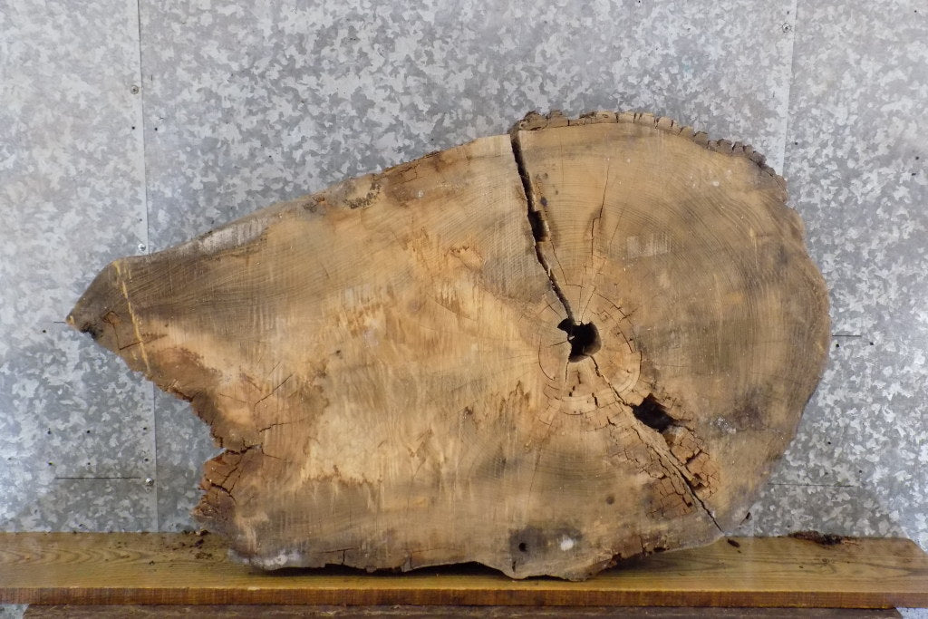 2- Live Edge Ash Oval Cut Table Top/Split Board Slabs CLOSEOUT 20893
