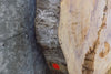 Thumbnail for 2- Oval Cut Live Edge Ash Table Top/Split Board Slabs 20895