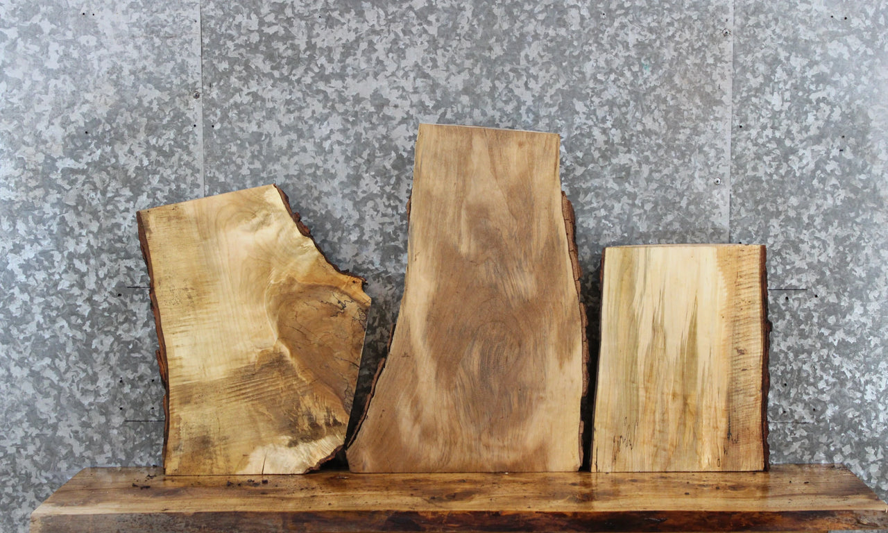 3- Spalted Maple Live Edge Taxidermy Mount/End Table Tops 216-218