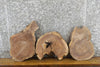 Thumbnail for 3- Black Walnut Round Cut Live Edge Craft Pack Wood Slabs 247
