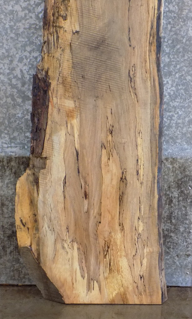 Live Edge Maple Rustic Headboard/Bar/Table Top Slab 341