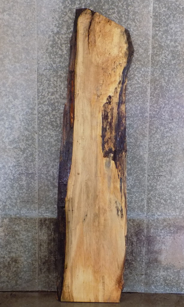 Live Edge Maple Salvaged Headboard/Table Top Slab CLOSEOUT 342