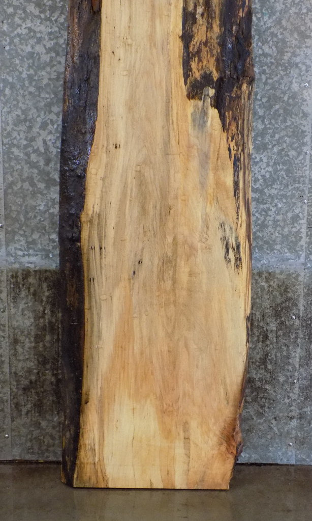Live Edge Maple Salvaged Headboard/Table Top Slab CLOSEOUT 342