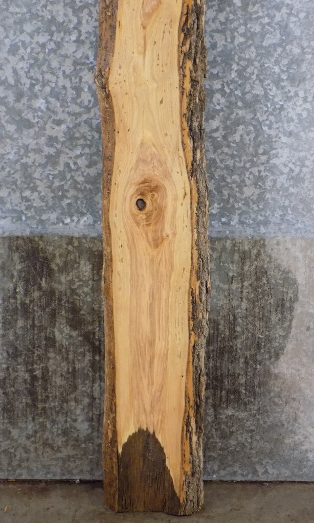 Ash Live Edge Bark Sofa/Accent Table/Bar Top Slab CLOSEOUT 39153