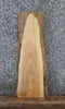 Thumbnail for Rustic Natural Edge Ash Hardwood End Table Top Wood Slab 40029