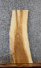 Thumbnail for Natural Edge Hardwood Ash Taxidermy Mount Slab 40047