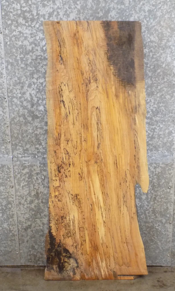 Live Edge Spalted Maple Table Top Slab 40116