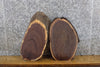Thumbnail for 2- Salvaged Live Edge Black Walnut Oval Cut Taxidermy Base Slabs 40291-40292