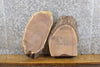 Thumbnail for 2- Salvaged Live Edge Black Walnut Oval Cut Taxidermy Base Slabs 40291-40292