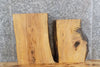 Thumbnail for 2- Live Edge Salvaged Ash Taxidermy Mount Slabs, End Table Tops 40304-40305