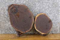 Thumbnail for 2- Reclaimed Live Edge Black Walnut Round Cut Craft Pack Slabs 40334-40335