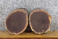 Thumbnail for 2- Salvaged Live Edge Black Walnut Round Cut Craft Pack Slabs 40349-40350