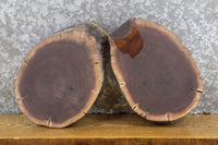 Thumbnail for 2- Reclaimed Live Edge Black Walnut Round Cut Taxidermy Bases 40351-40352
