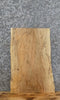 Thumbnail for Live Edge Spalted Maple Taxidermy Mount/Butchers Block 40353