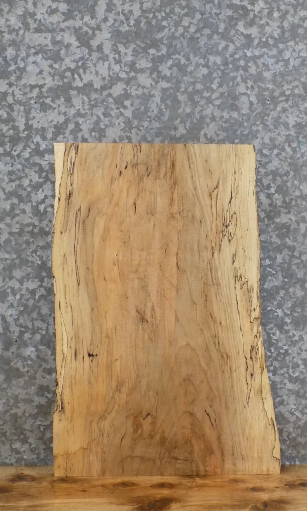 Live Edge Spalted Maple Taxidermy Mount/Butchers Block 40353