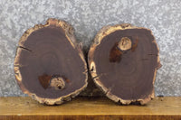 Thumbnail for 2- Black Walnut Live Edge Reclaimed Round Cut Craft Pack Slabs 40401-40402
