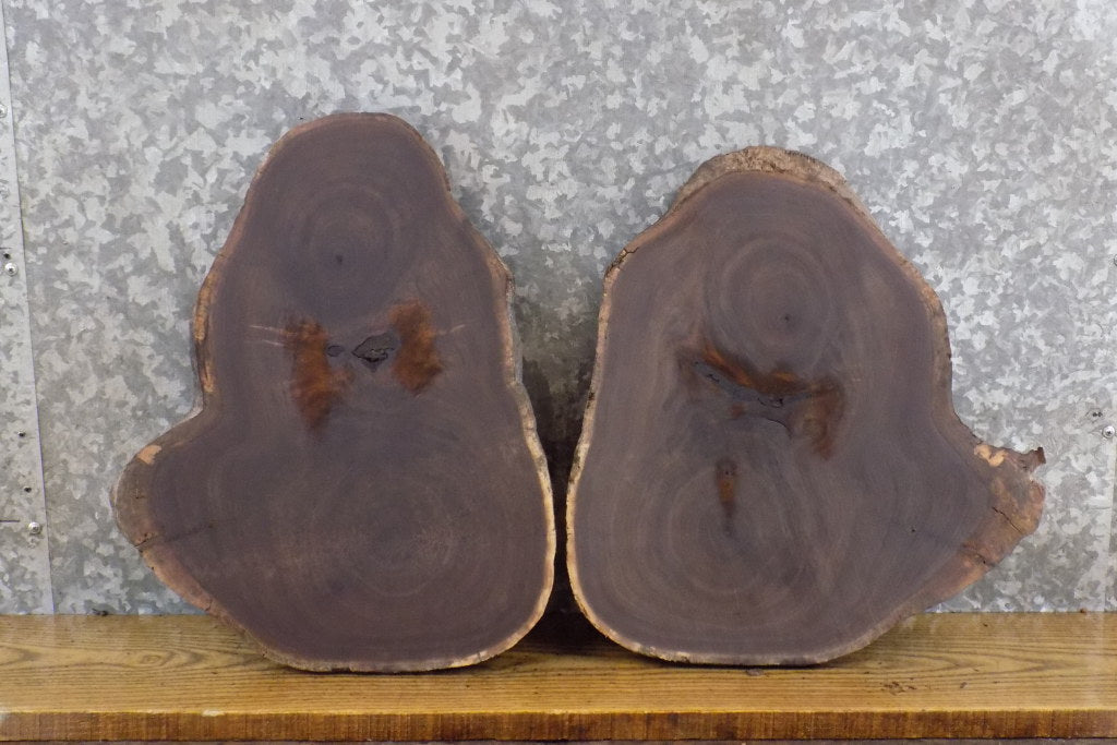 2- Black Walnut Round Cut Live Edge DIY Charcuterie Boards 40443-40444