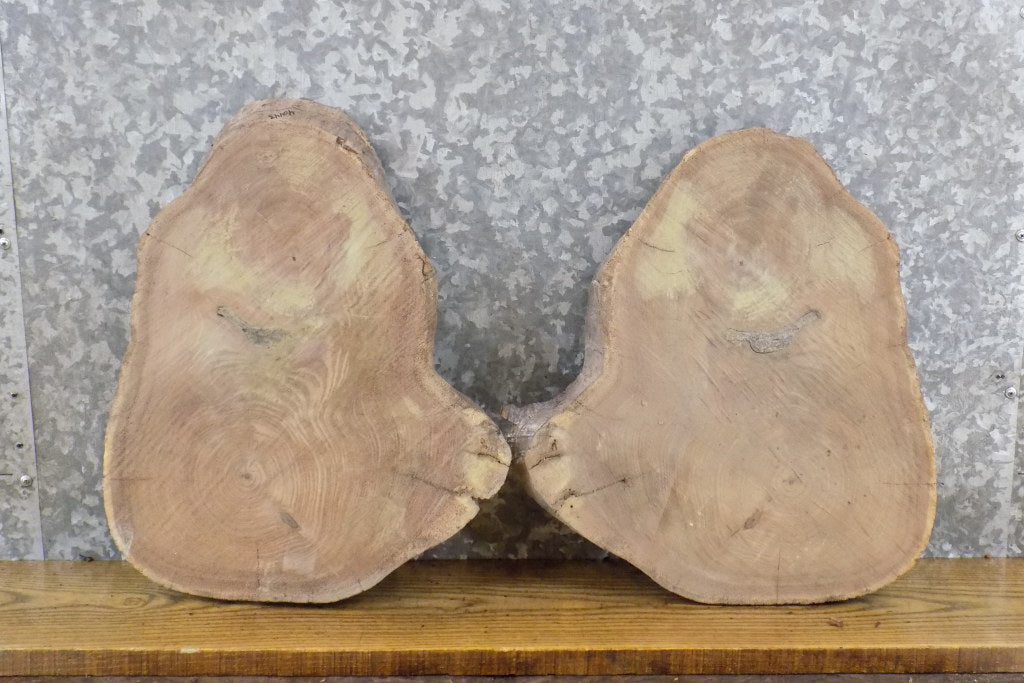 2- Black Walnut Round Cut Live Edge DIY Charcuterie Boards 40443-40444
