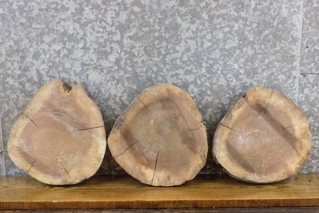 3- Salvaged Round Cut Live Edge Black Walnut Craft Pack Slabs 40460