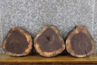 Thumbnail for 3- Reclaimed Round Cut Live Edge Black Walnut Craft Pack Slabs 40468