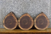 Thumbnail for 3- Round Cut Rustic Live Edge Black Walnut Taxidermy Bases 40471