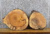 Thumbnail for 2- Rustic Round Cut Live Edge Ash Craft Pack/Taxidermy Bases 40530