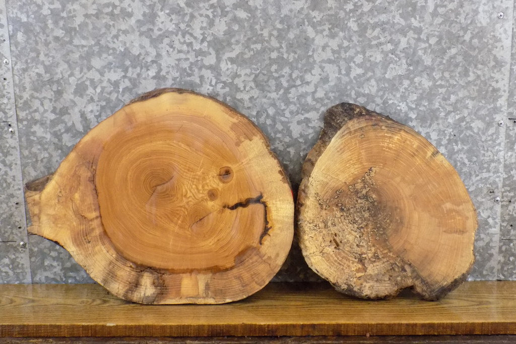 2- Rustic Round Cut Live Edge Ash Craft Pack/Taxidermy Bases 40530