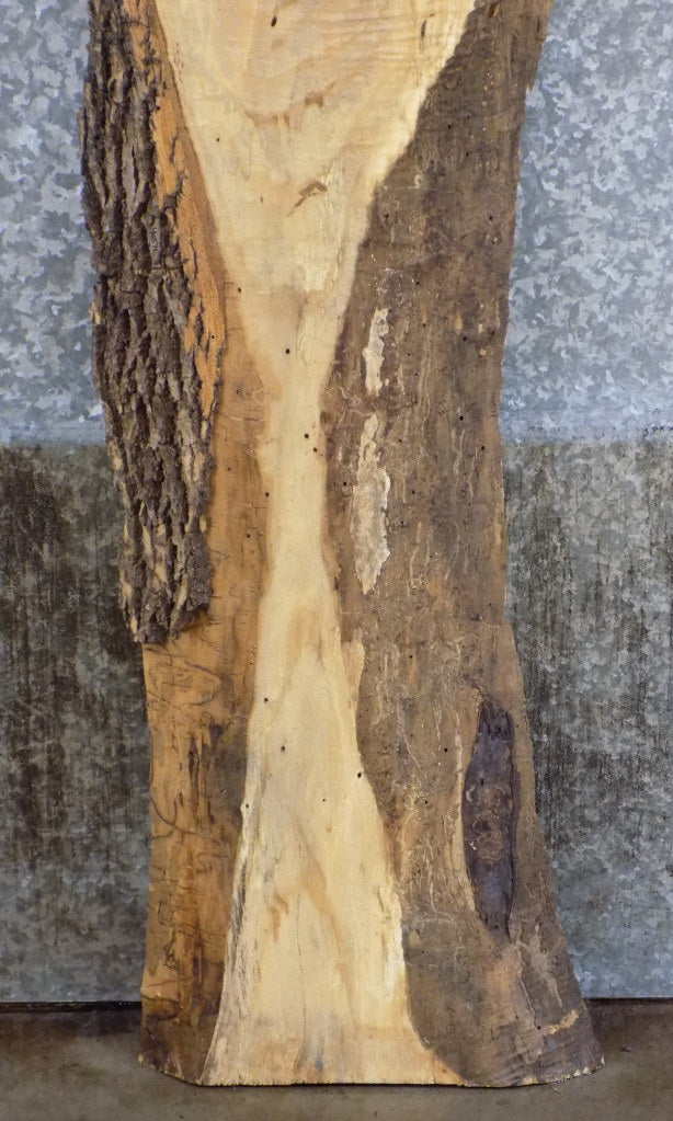 Natural Edge Ash Sofa/Cocktail Table Top Wood Slab CLOSEOUT 40571
