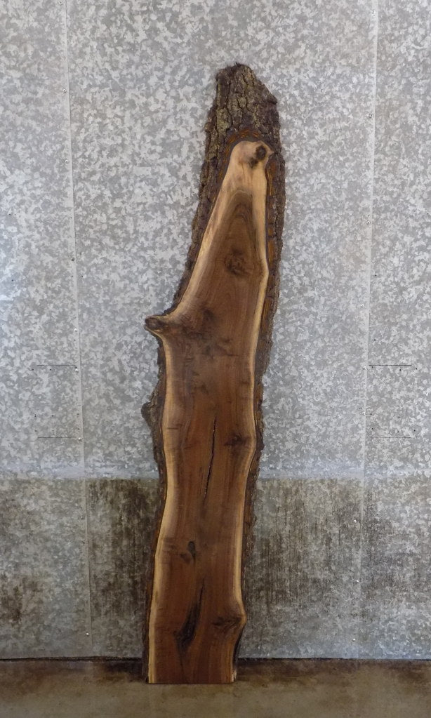 Live Edge Bark Black Walnut Accent Table Top Slab CLOSEOUT 40576