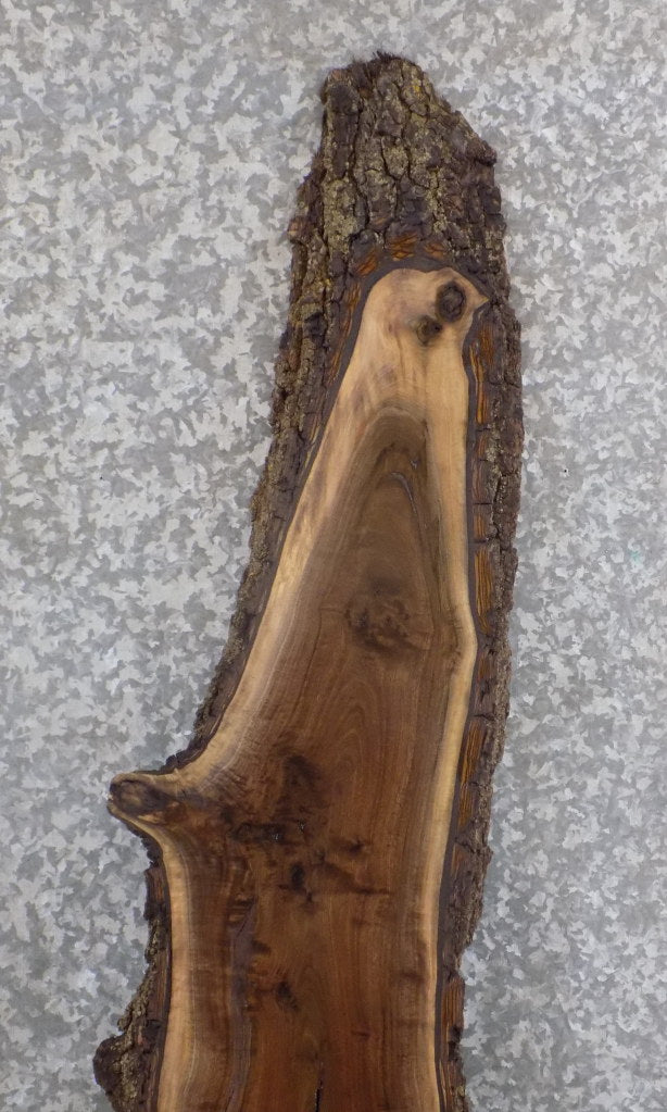 Live Edge Bark Black Walnut Accent Table Top Slab CLOSEOUT 40576