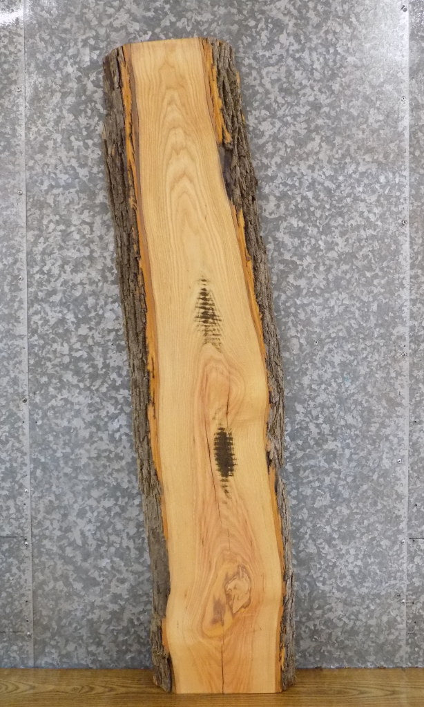 Salvaged Live Edge Bark Ash Sofa/Reception Table Top Slab 40598