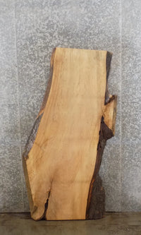 Thumbnail for Live Edge Maple Coffee/Accent/End Table Top Slab 45065