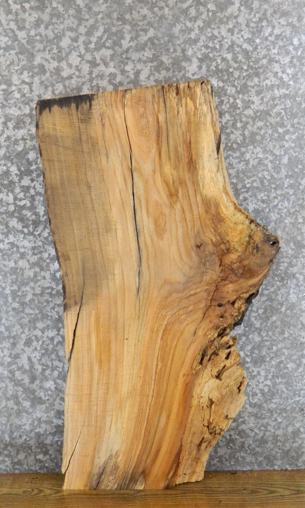 Live Edge Maple Thick Cut Sofa/Side Table Top Slab CLOSEOUT 4181