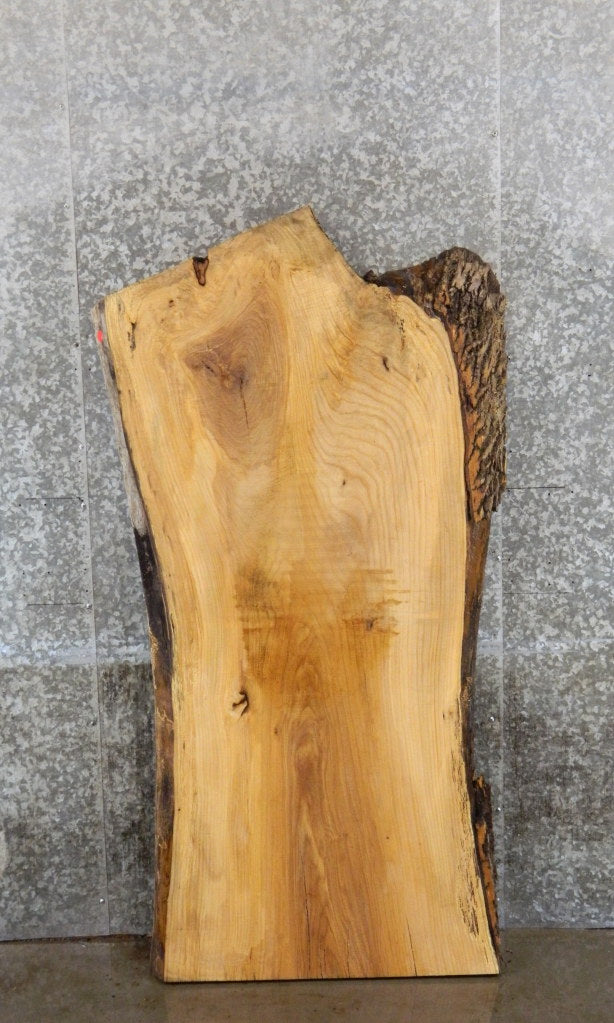 Ash Rustic Desk/Coffee/Kitchen Table Top Slab CLOSEOUT 42074