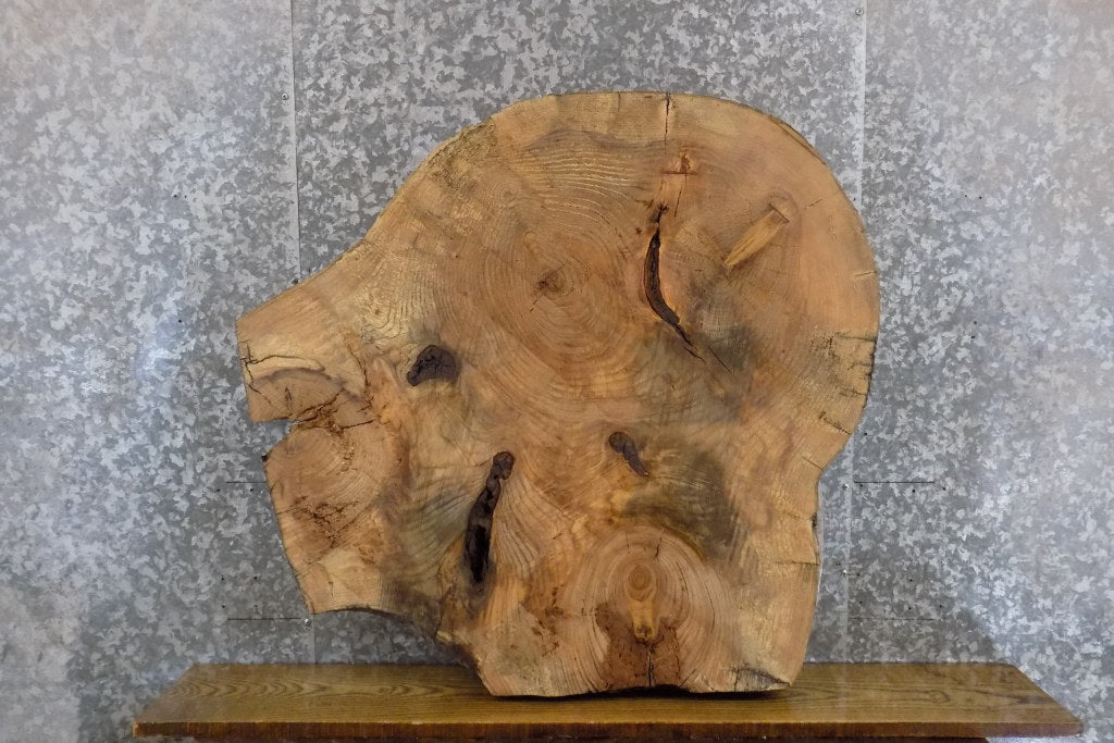 Round Cut Live Edge Ash Coffee Table Top Wood Slab CLOSEOUT 42126