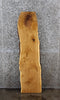 Thumbnail for Oak Live Edge Shelf/Taxidermy Slab 42151