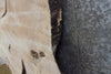 Thumbnail for Round Cut Live Edge Ash Coffee Table Top Wood Slab CLOSEOUT 42163