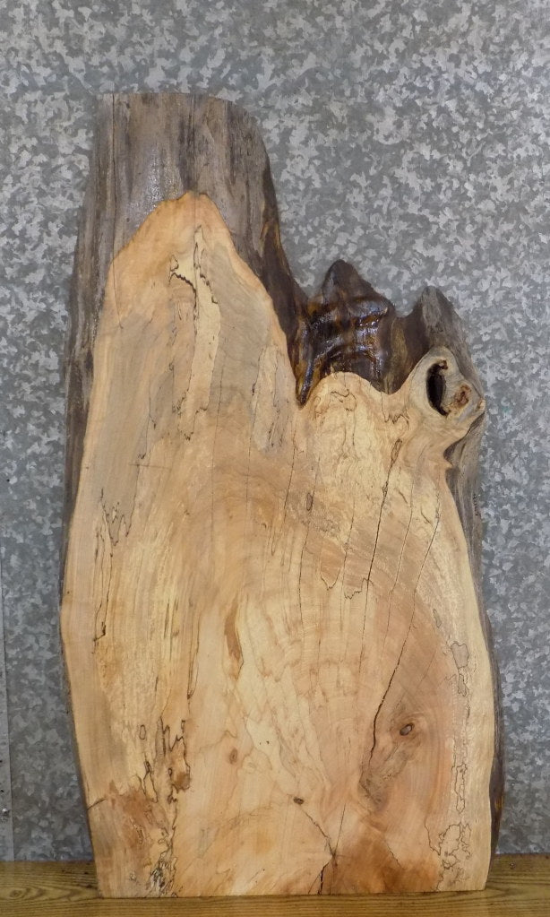 Rustic Live Edge Spalted Maple Coffee Table/Desk Top Wood Slab 42167