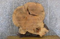 Thumbnail for Live Edge Round Cut Ash Coffee Table Top Wood Slab CLOSEOUT 42189
